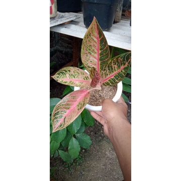 aglonema red Sumatra mutasi