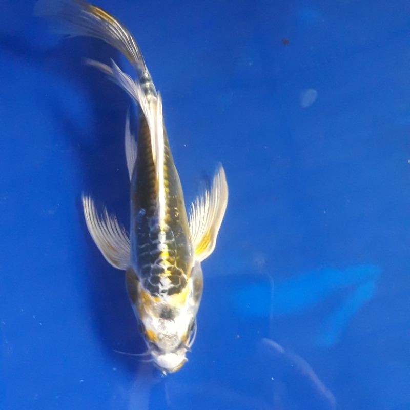 Ikan Hias Koi Blitar Kumpay Metalic Doitsu Ogon Matsuba