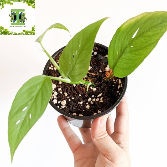 Tanaman hias Epipremnum Cebublue Silver - Cebublue Silver