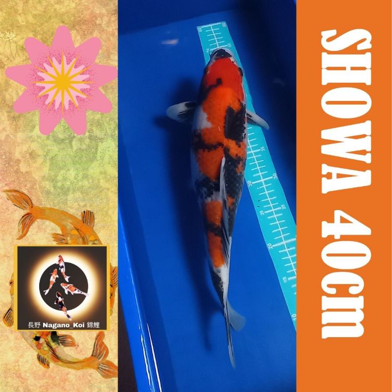 Koi Blitar SHOWA 40 cm ikan di Cikarang bekasi