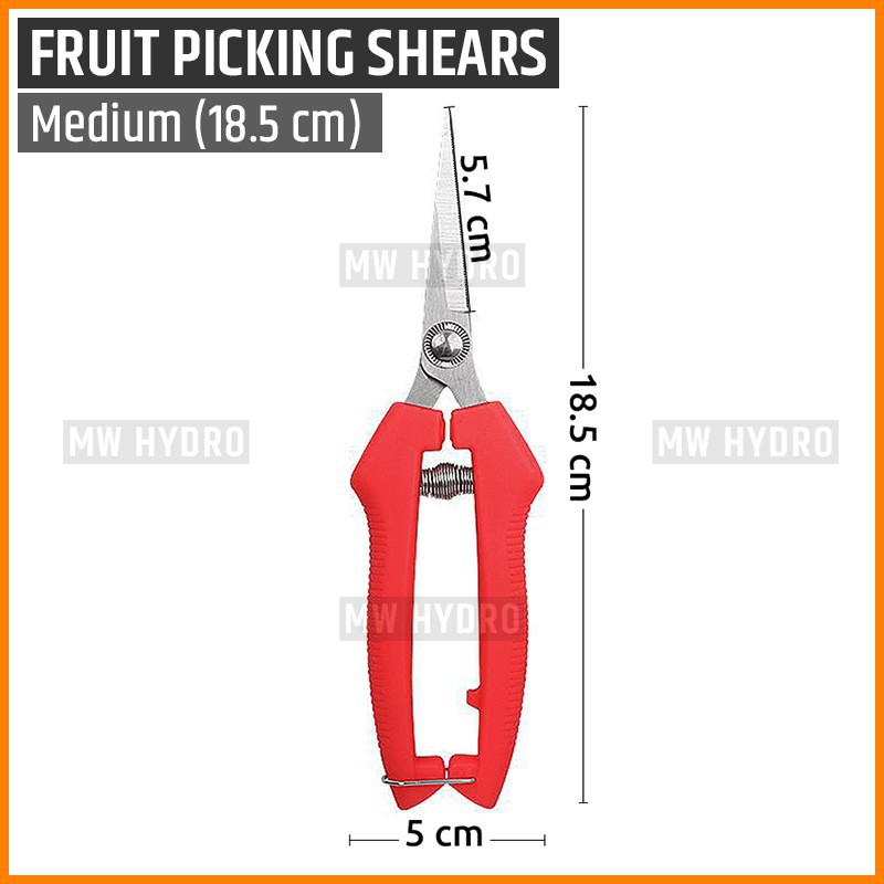 Gunting Buah, Bunga, Daun, Bonsai - Fruit Picking, Thinning Shears - M