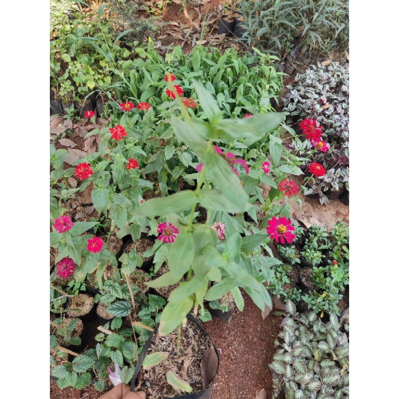 tanaman hias bunga zinnia - bunga zinnia -  tanaman bunga zinnia - zinnia - bunga zinia