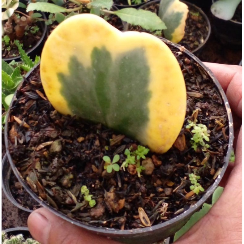 Hoya Kerrii variegata