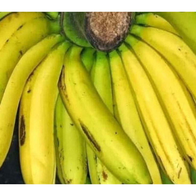 

pisang ambon fresh 1 sikat