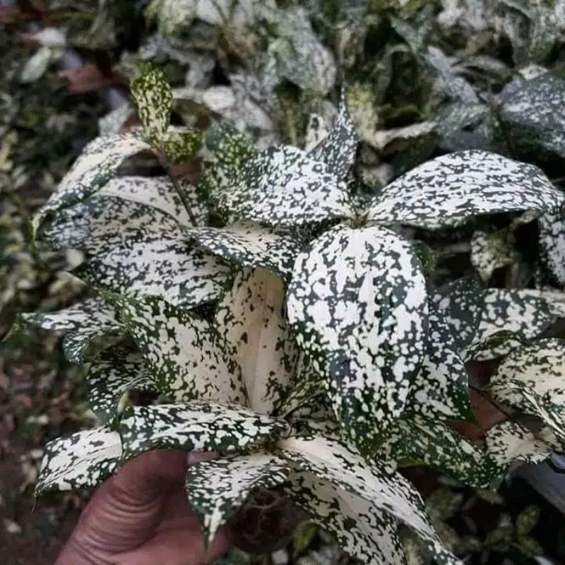 MURAH     tanaman hias dracena Florida HIJAU TAMAN