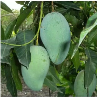 bibit tanaman Buah mangga Manalagi Shopee Indonesia bibit tanaman Buah mangga Manalagi Shopee Indonesia