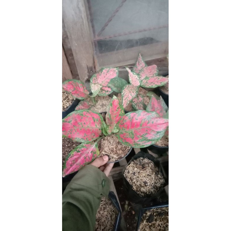 tanaman hias aglonema dut anjamani- aglonema dut anjamani