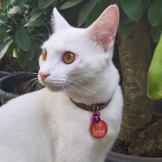 Kalung Kucing Kulit Nama Custom