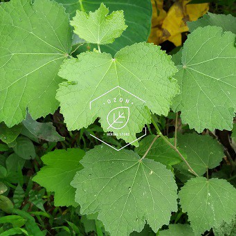 

Daun Pulutan Pungpurutan Fresh 250gr