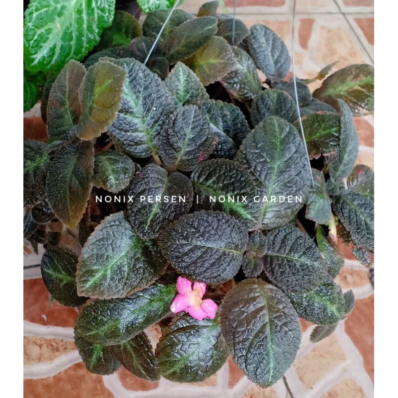 episcia bunga pink /tanaman bludru bunga pink