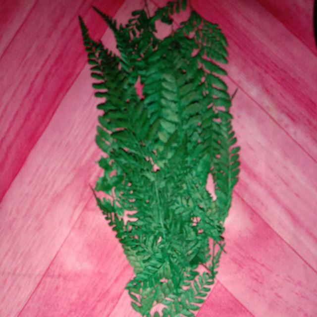 Daun Pakis Kering Warna Hijau