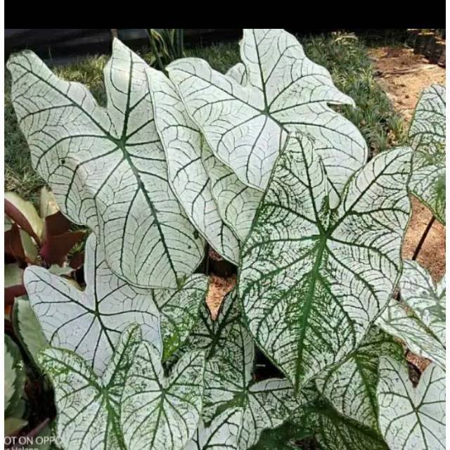 Tanaman hias keladi putih variegata-keladi variegata
