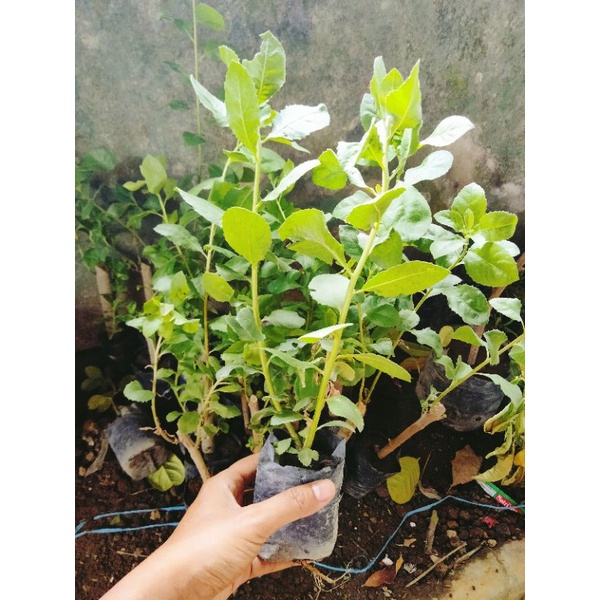 bibit daun beluntas/luntas
