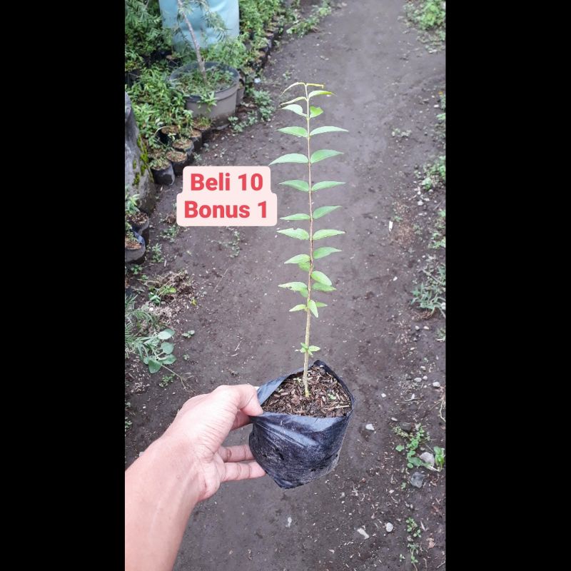 Bibit Bonsai Anting Putri Semai Biji