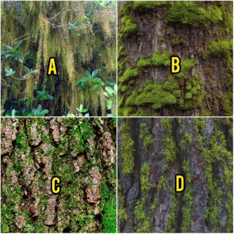 

Stiker Camo-Stiker Camo Natural Lumut