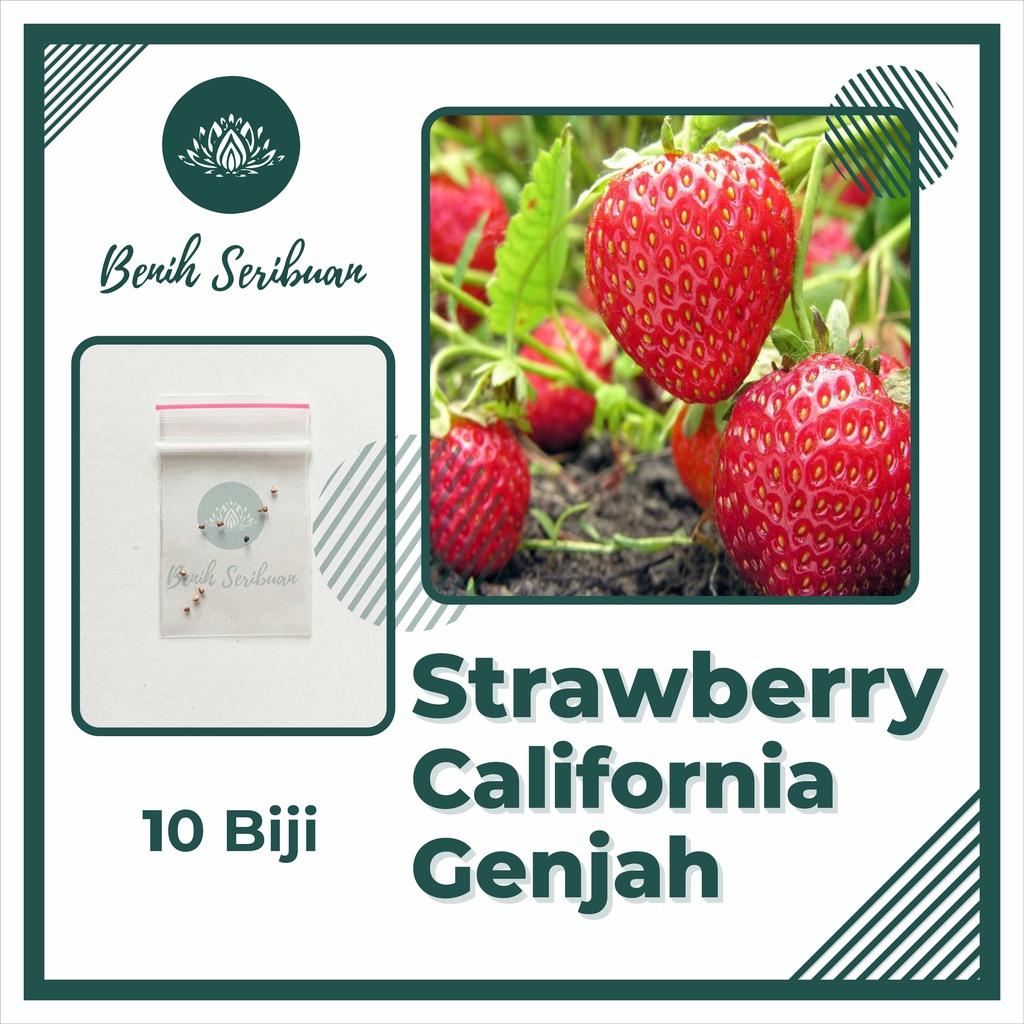 10 Benih Bibit Strawberry California Genjah (Cepat Berbuah) Tanaman Buah Stroberi Manis Import Super