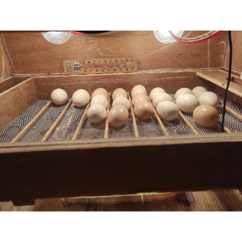 

telur ayam pelung fertil