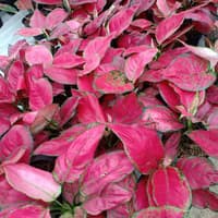 Tanaman hias aglonema red anjamani