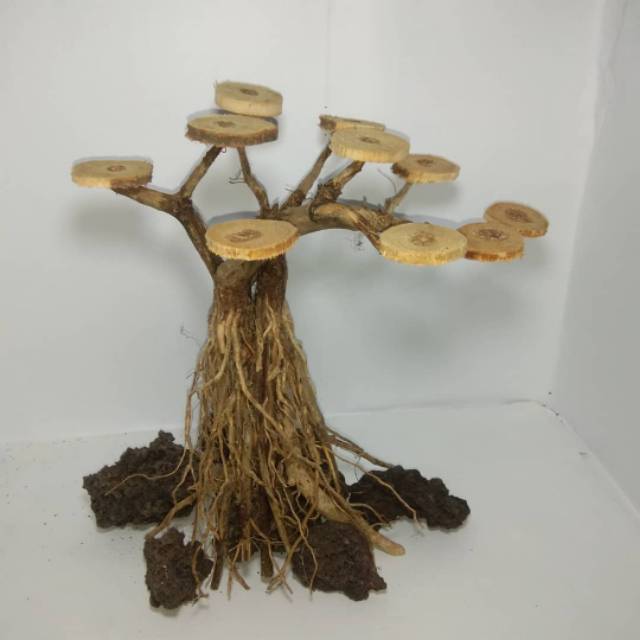 Bonsai akar senggani aquascape