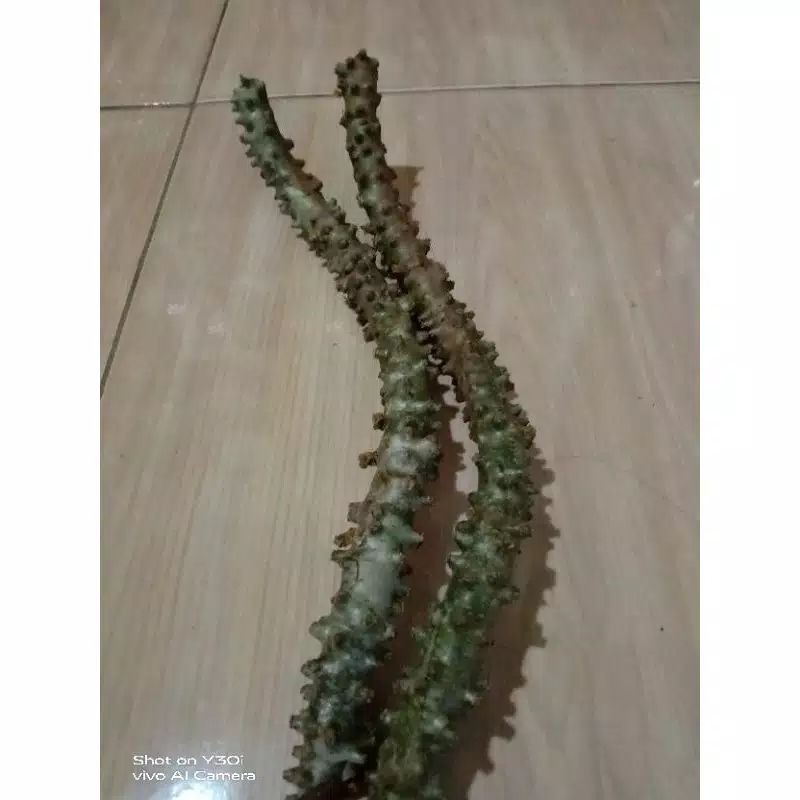 BIBIT BROTOWALI  | BATRAWALI SEGAR SAPIH ASI 30cm