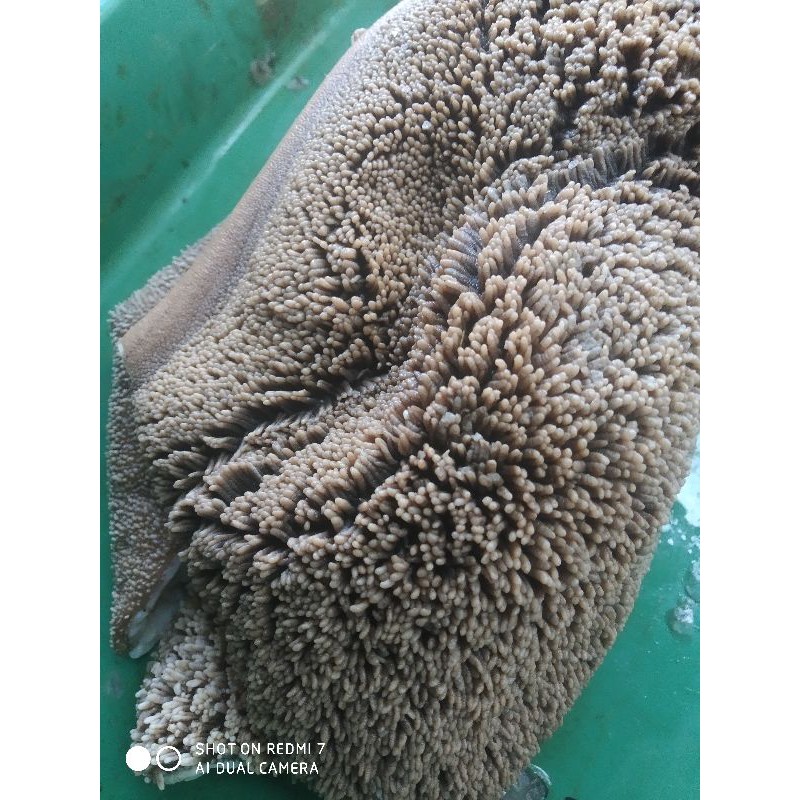 

Babat sapi / jeroan sapi lokal 1 kg