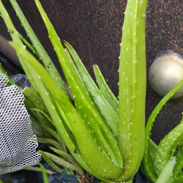 Tanaman Hias Herbal Lidah Buaya Aloe Vera Shopee Indonesia
