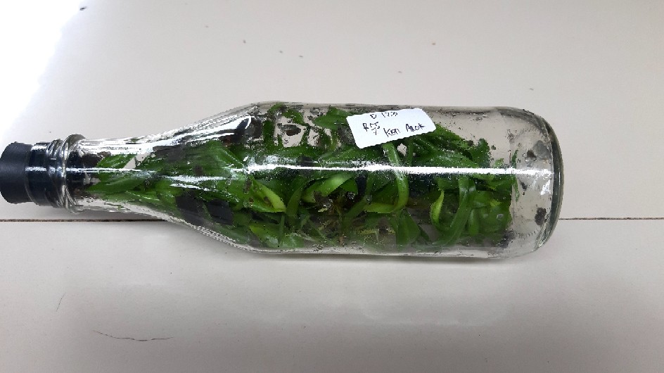 Sedling Anggrek Cattleya