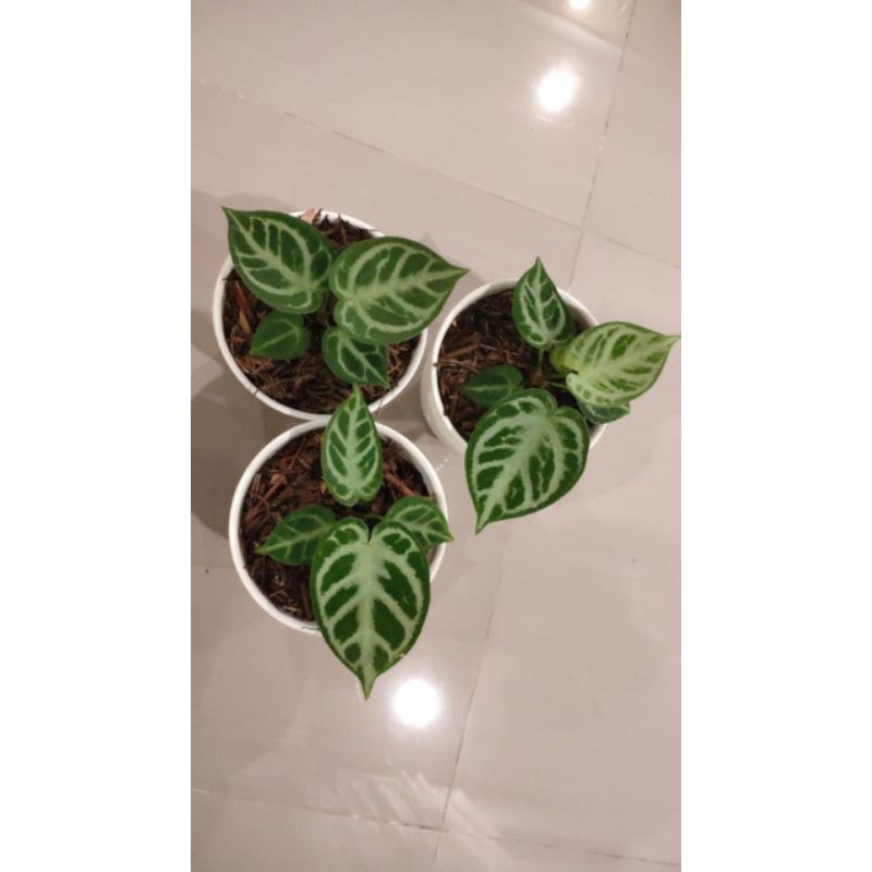 kuping gajah anthurium dorayaki silver Remaja