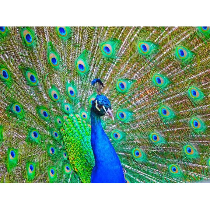 73 Koleksi Gambar Burung Merak Keren Gratis