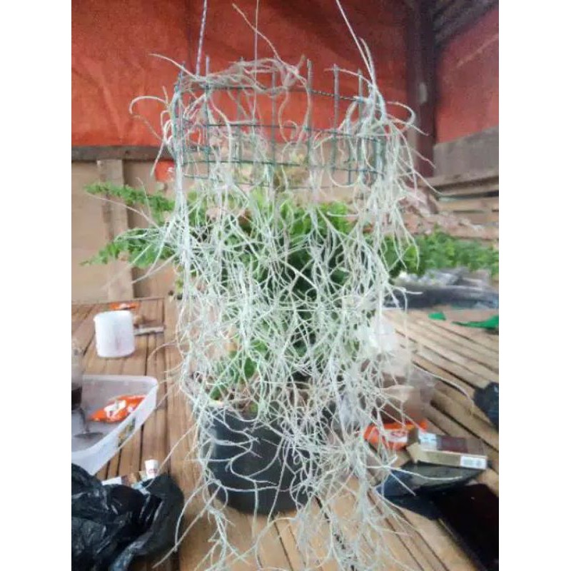 Tanaman Hias Jenggot Musa tanaman gantung