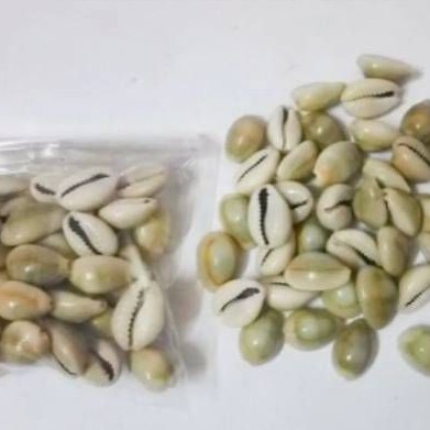 

Biji congklak kerang 1pck isi 100pcs