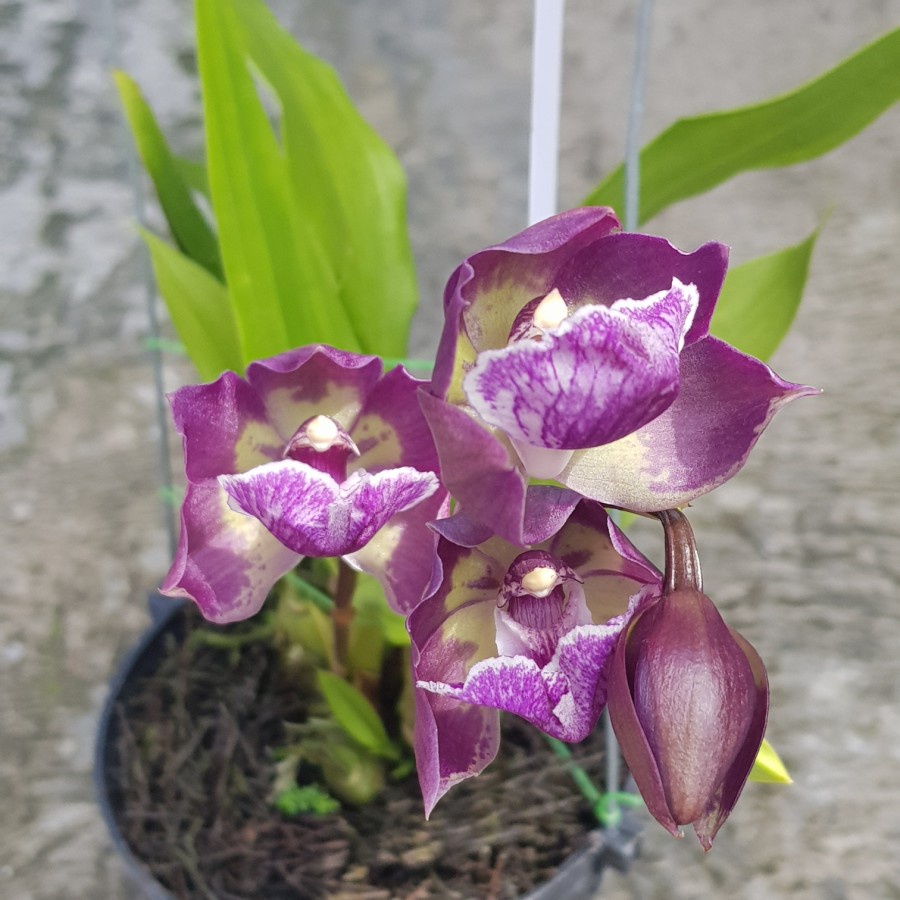 Anggrek Zygonisia Murasaki Komachi