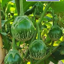 40 biji / bibit / benih TERONG BULAT HIJAU / TERONG BULAT LALAP HIJAU TERONG HIJAU LALAP