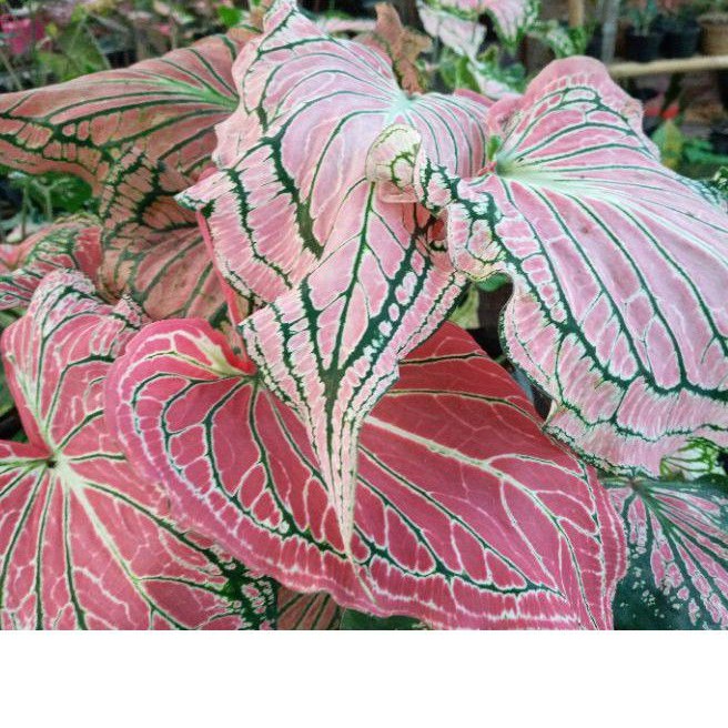 KELADI WAYANG / BUNGA KELADI WAYANG / TUMBUHAN KELADI WAYANG / KELADI BATIK / KELADI WAYANG MURAH