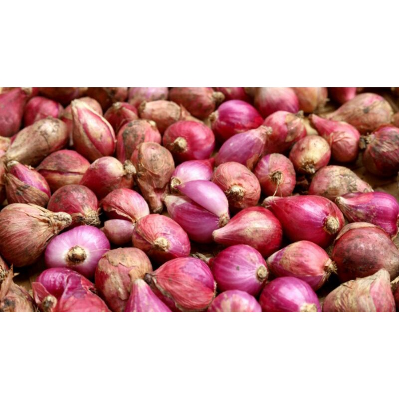 

bawang merah harga perons