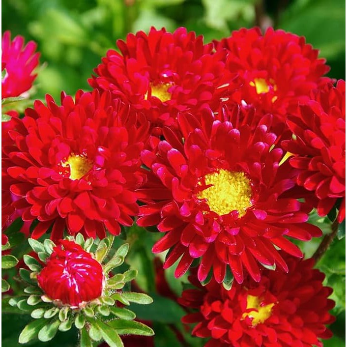 Biji Benih Bibit Bunga Dwarf Red Aster