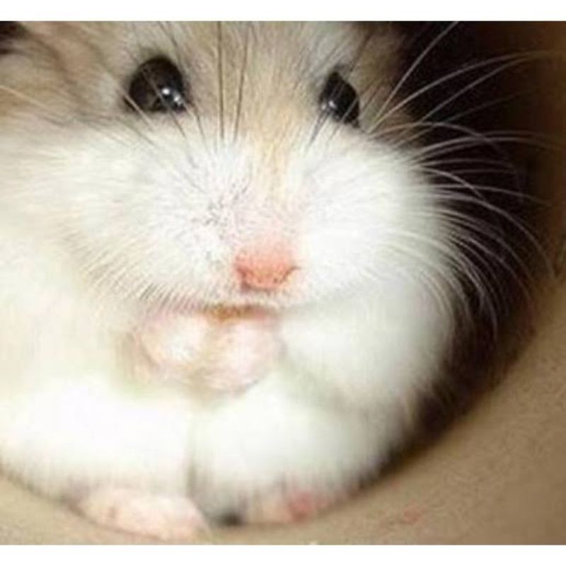 Hamster Campbell, winter white, Hybrid Golden / argente