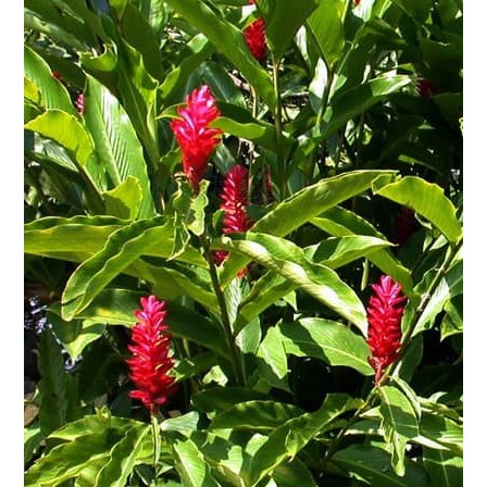 Tanaman Lengkuas Merah