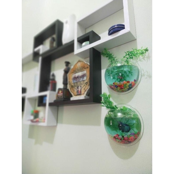 AQUARIUM TEMPEL DINDING IKAN CUPANG DAN TANAMAN HIAS