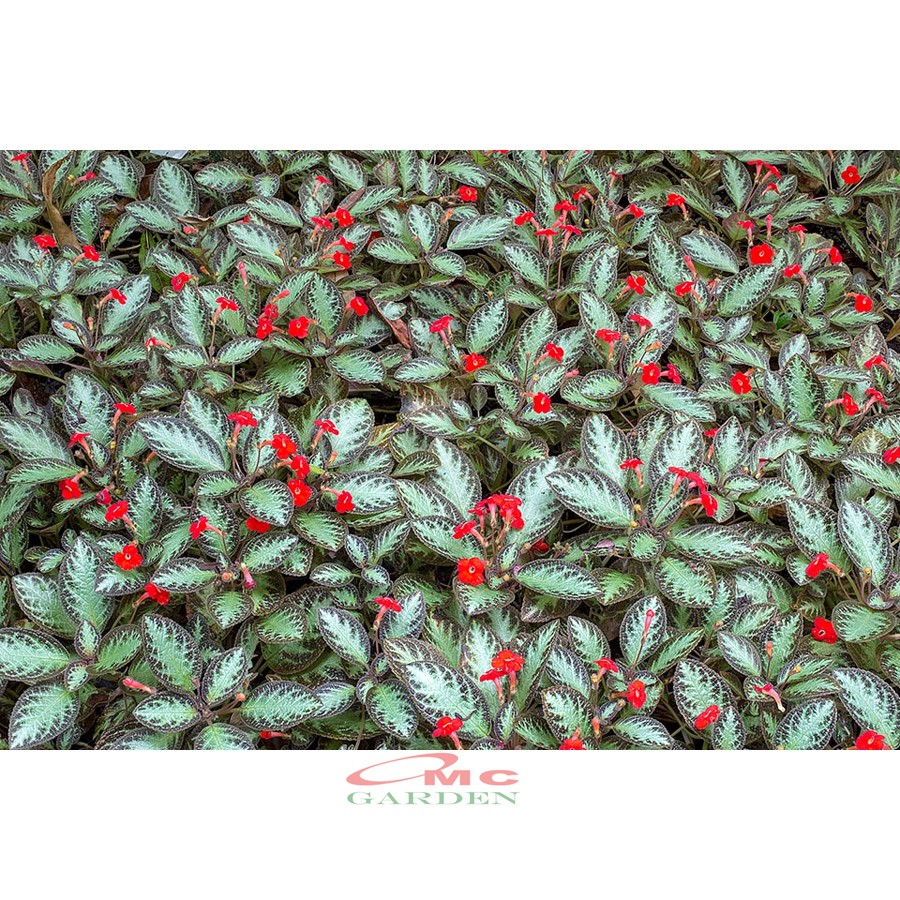 Tanaman Hias Episcia Cupreata Begonia Beludru Coklat Silver Gantung Penutup Tanah EP-CS