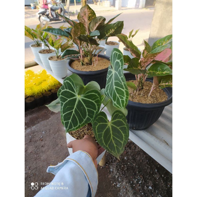 Anthurium clarinervium/Kuping Gajah karet tanaman hias