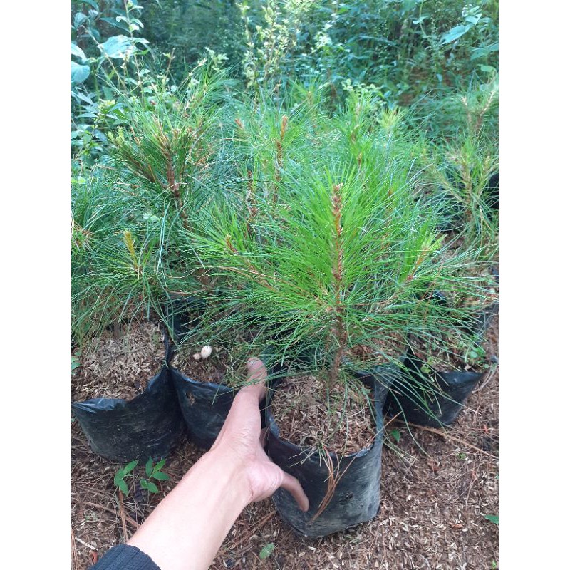 Bibit pohon pinus merkusi  / cemara pinus