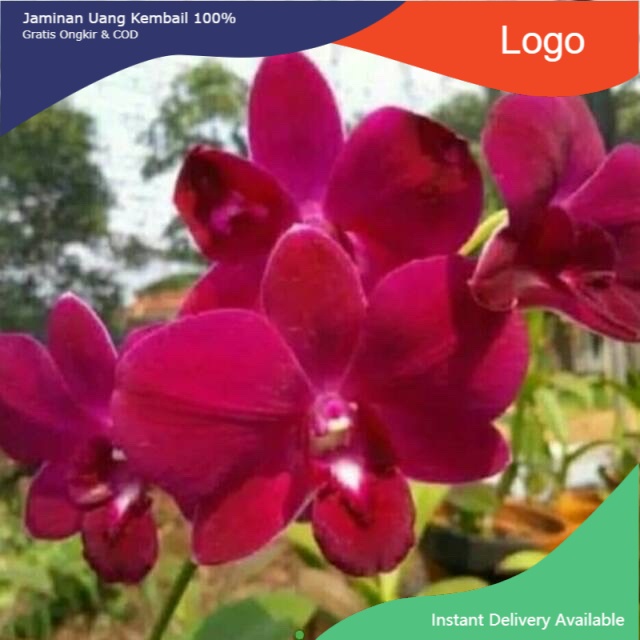 NEW Bibit bunga anggrek dendrobium red
