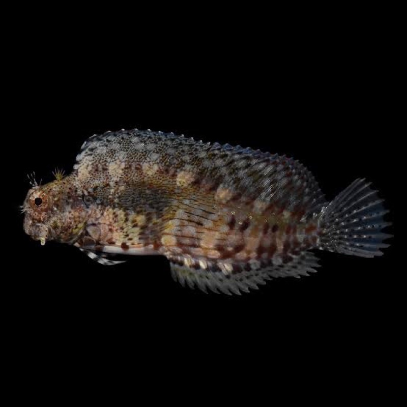 jabing glodok / lemower blenny (pembasmi lumut)