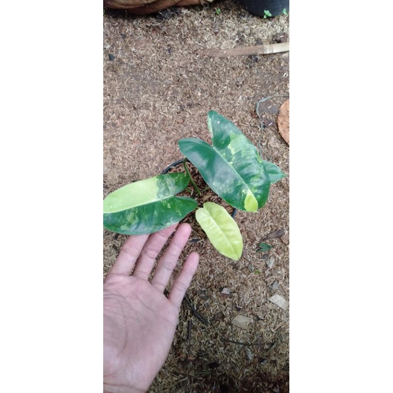 Tanaman hias bluemark varigata - brekele varigata