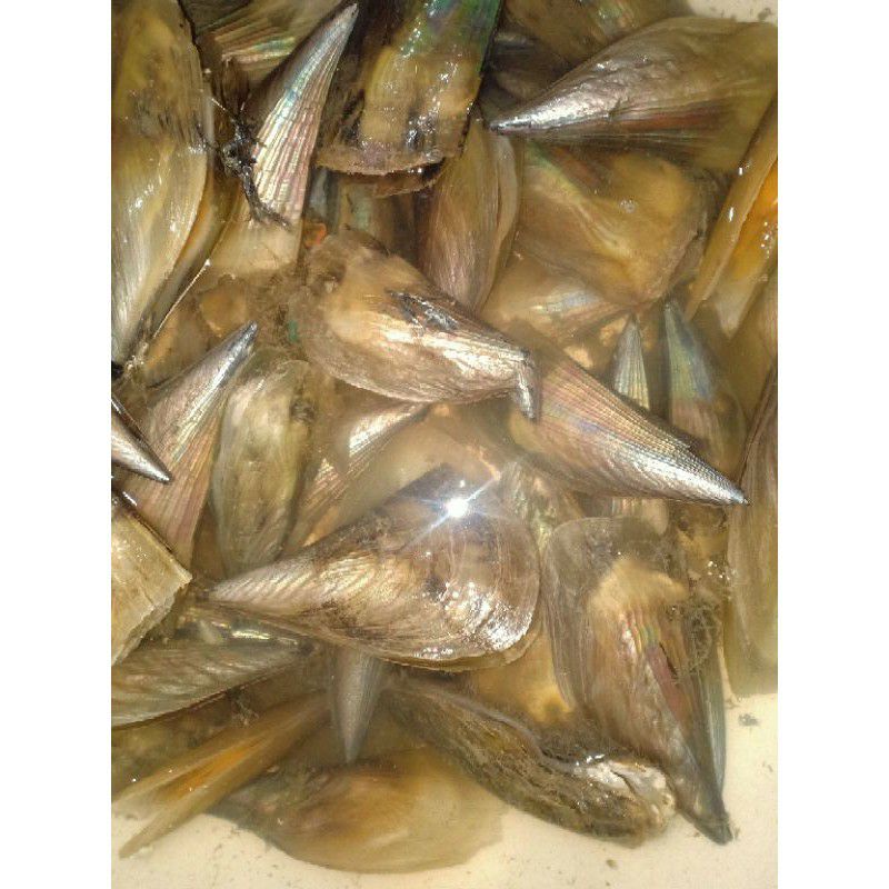 

kerang kampak satuan