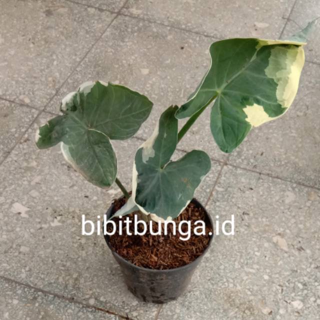 Keladi Tikus Variegata Bibit Tanaman Hias Bunga Shopee Indonesia