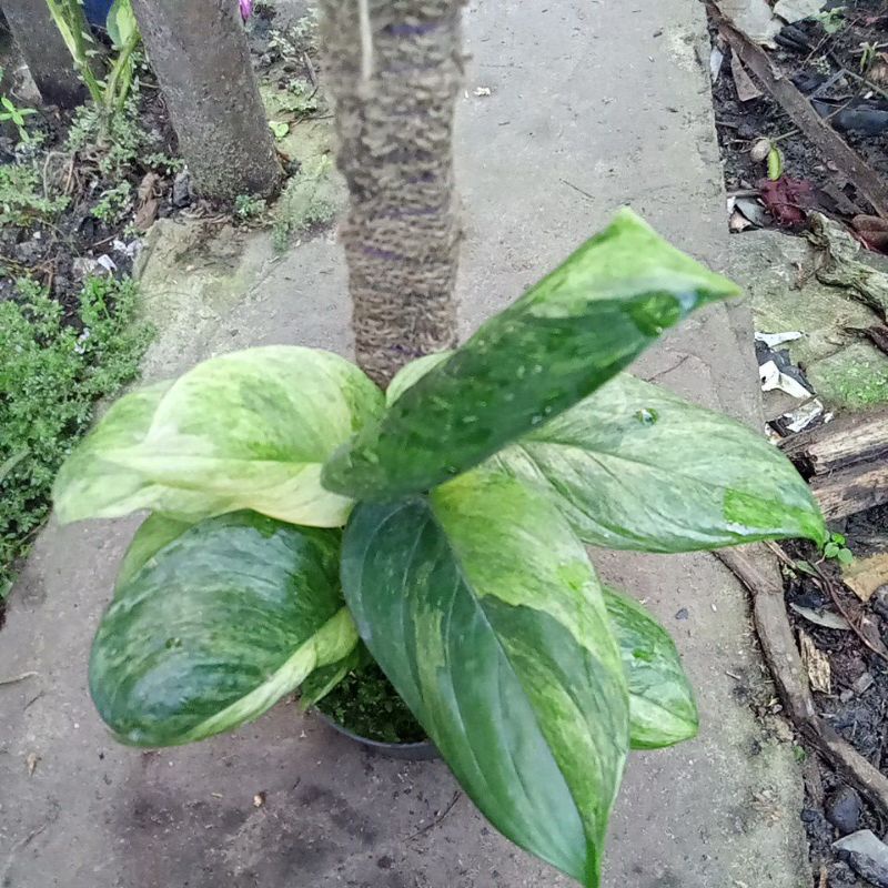 Scindapsus perakensis  varigata