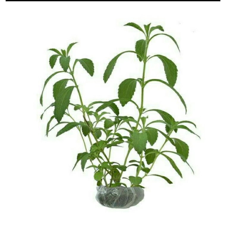 tanaman stevia / daun manis