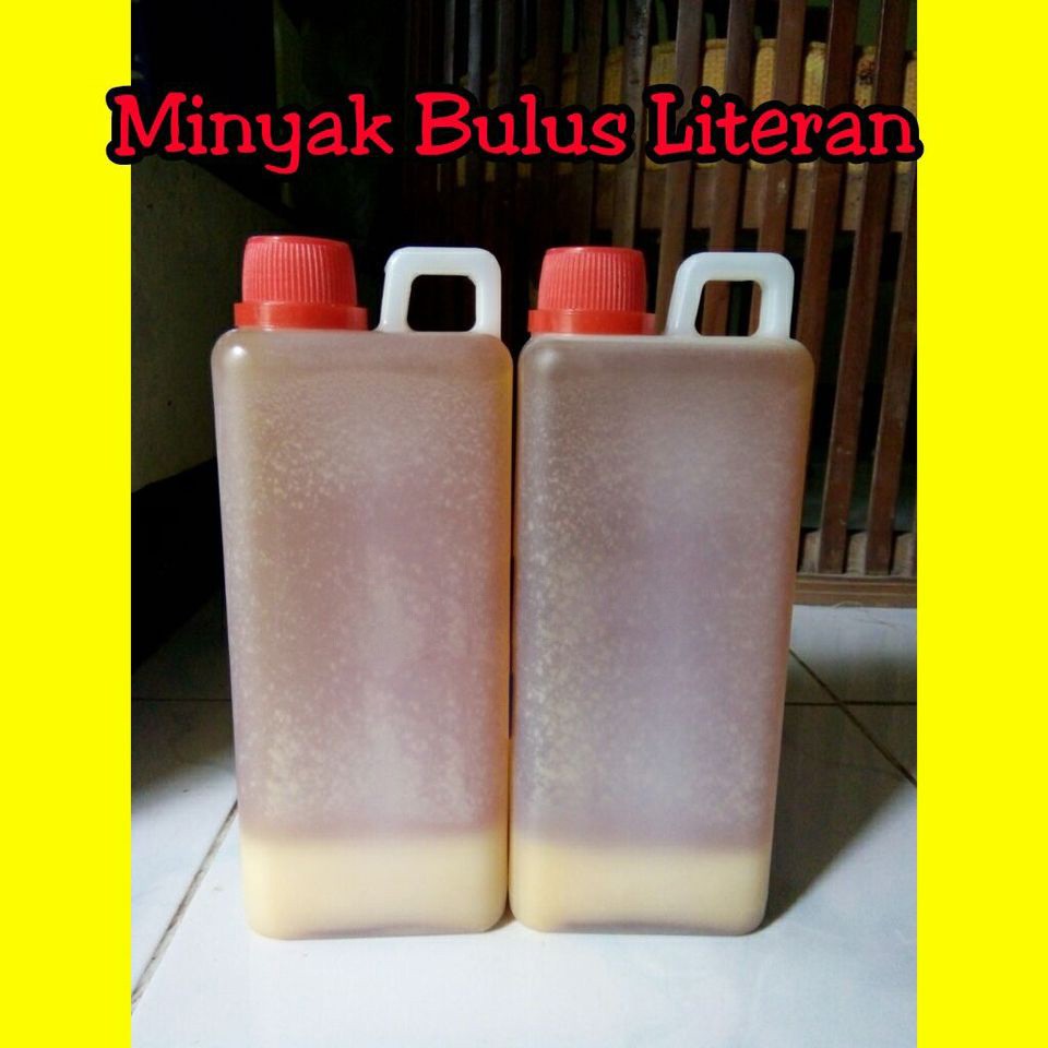 Minyak Bulus 1000 ml Pure Original 1 Liter